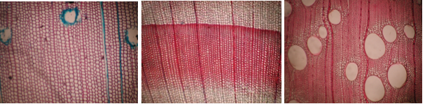 Forest Species Database - Microscopic - Laboratório Visão Robótica e Imagem